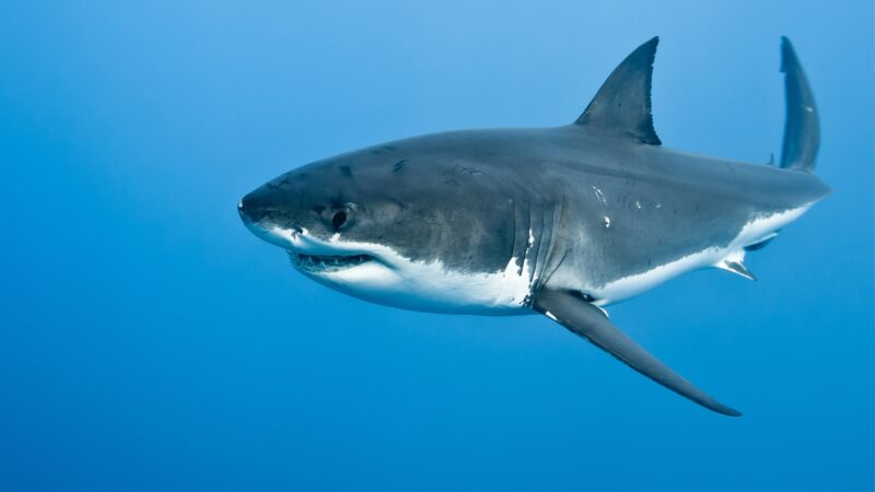 What To Consider In Naming Sharks
