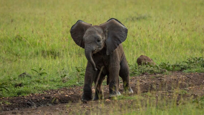 What to Consider Naming Baby Elephants