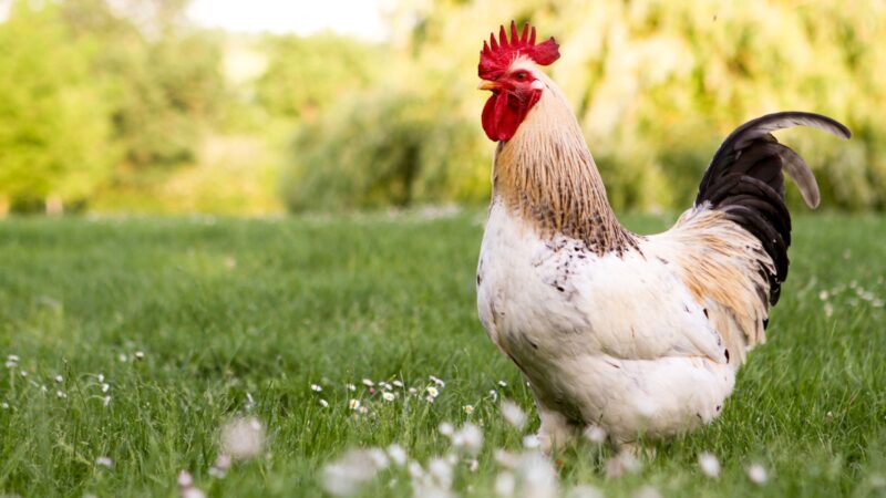 What to Consider in Giving Chickens a Name