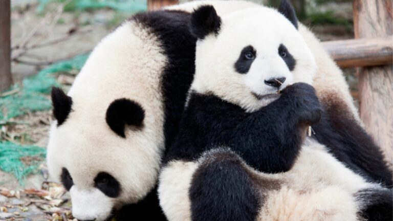 Best Panda Names | Cute and Funny - EXOtella