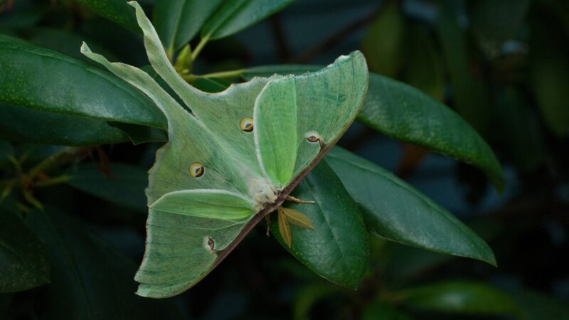 What’s So Special With Luna Moth
