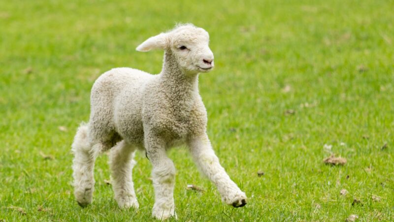 When Do Lambs Reach Market Weight