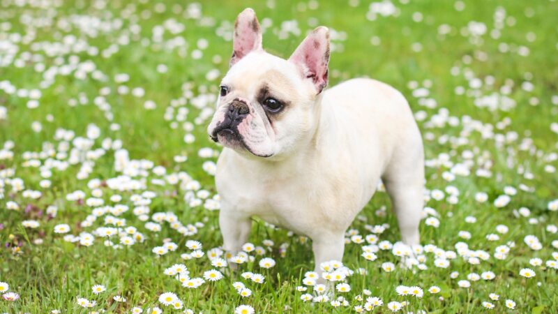 White French Bulldog Names