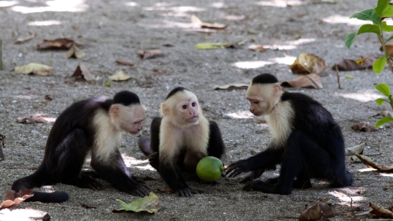 White-Fronted Capuchin Monkey