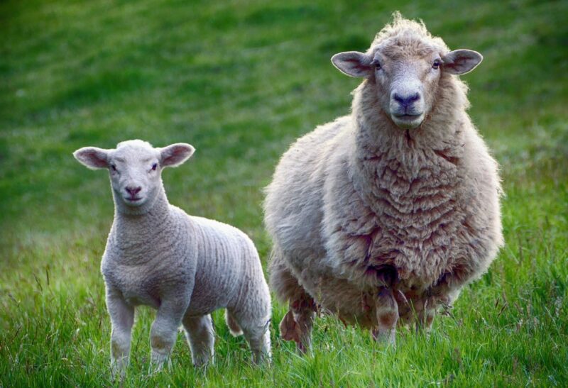 Why Do People Eat Lamb and Not Sheep (1)