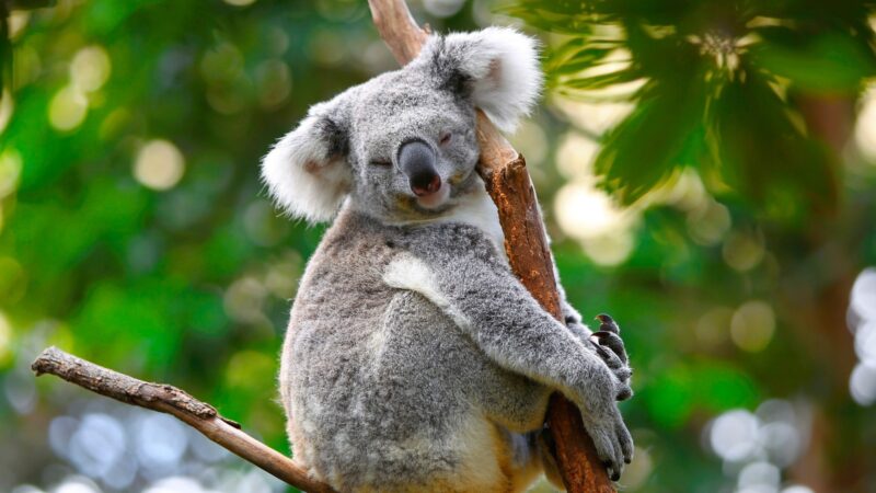 Why Give a Koala a Name