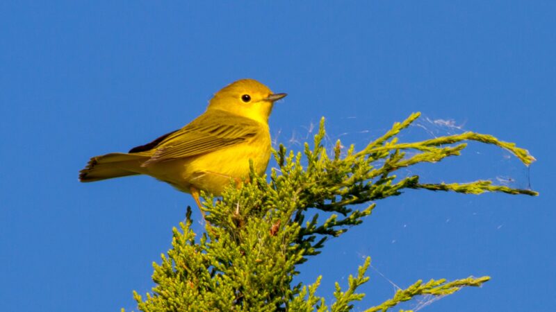 Yellow Bird Name in Angry Birds